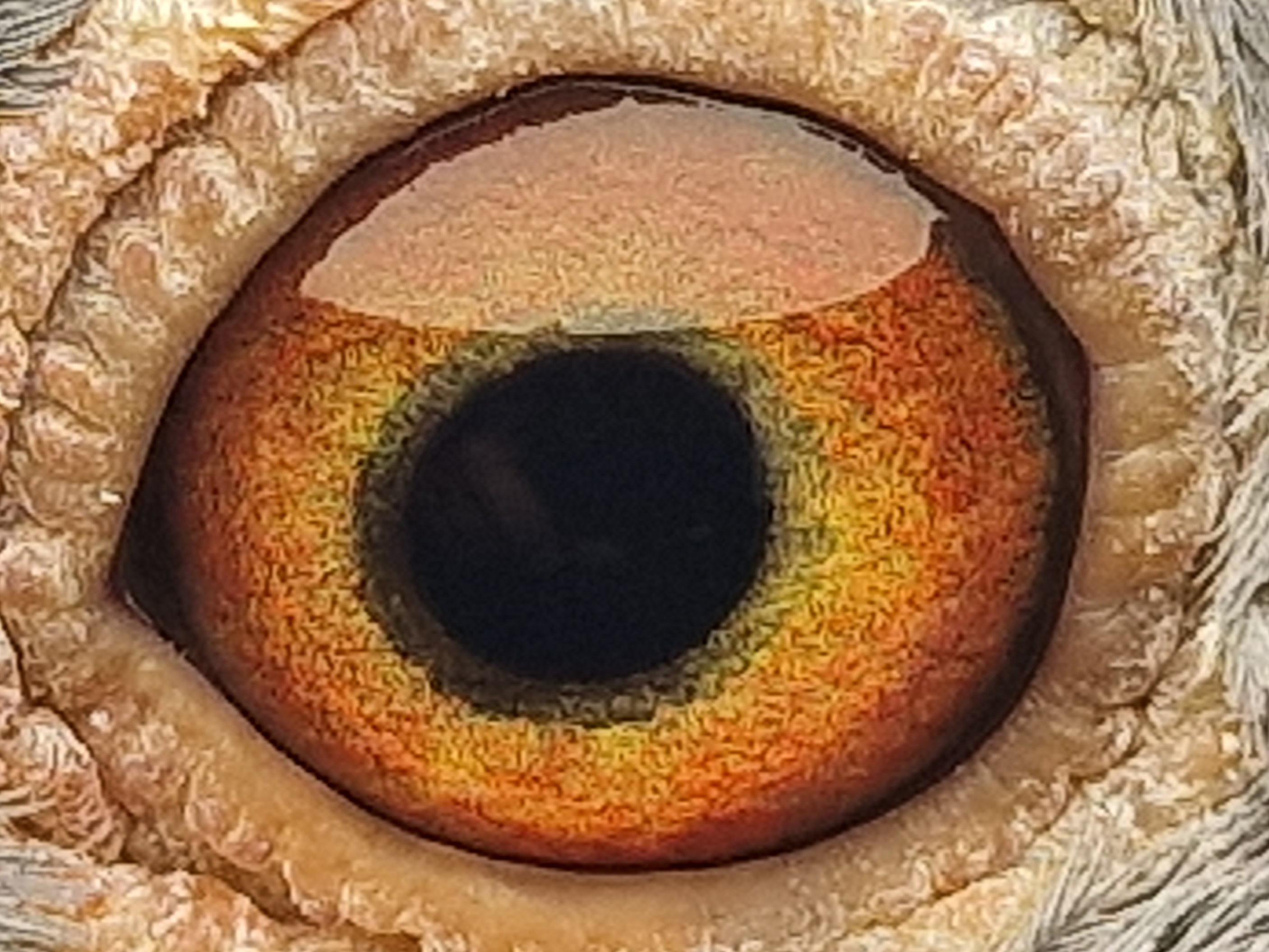 Pigeon eye